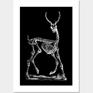 Deer Skeleton Posters and Art